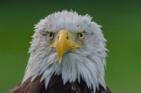 weisskopfseeadler