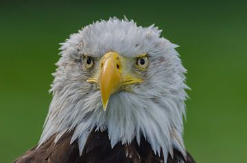 American eagle sur Frank van Middelkoop