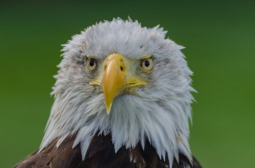 Amerikaanse arend
