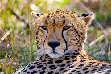 Cheetah van Peter Michel