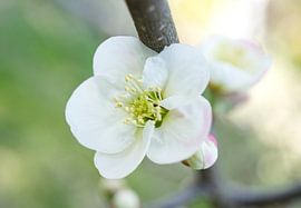 White Quince Flower 03162024