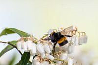 Bumblebee