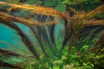 Aquatic plants in clear river by Matthijs de Vos