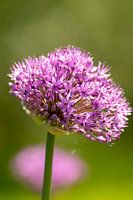 Lila bloemen in het groen
