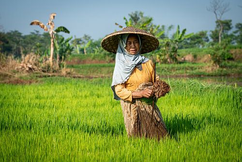 Vrouw in de rijstvelden van Bali