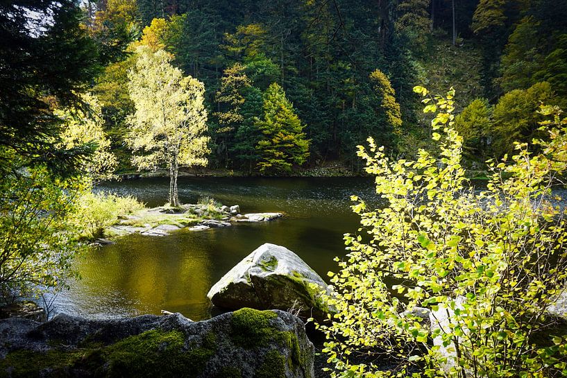 In the light in the Vosges mountains by Jos van den Berg