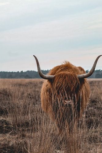 Highlander in Drenthe countryside
