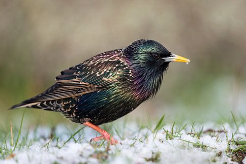Étourneauneau ( Sturnus vulgaris ) en robe de reproduction métallique brillante, surpris par la neig