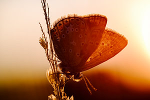 Icarusblauwtje in de zonsopkomst
