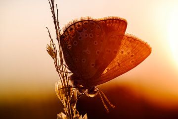 Icarusblauwtje in de zonsopkomst van Aspectus | Design en Realisatie