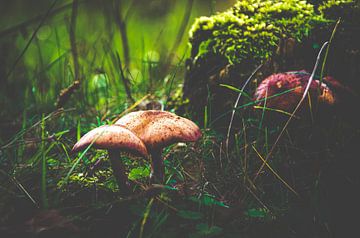 Mushrooms in autumn by Claire Groeneveld