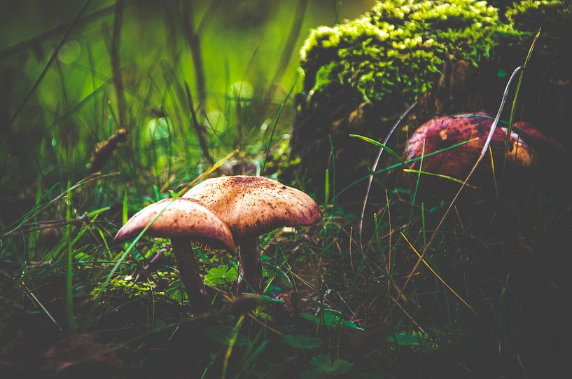 Paddenstoelen in de herfst van Claire Groeneveld