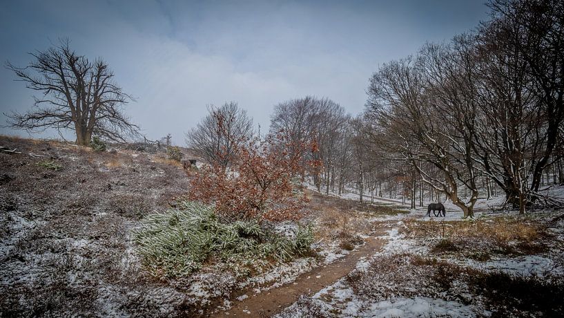 Posbank Natuurgebied van Wout Rouwmaat