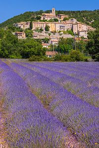 Lavendelfelder bei Banon, Frankreich