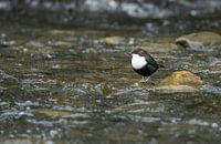 Schwarzbauch-Wasseramsel