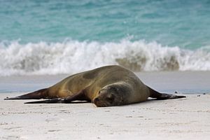 Zeehond van Antwan Janssen