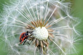Feuerwanze auf Löwenzahn von appie bonis