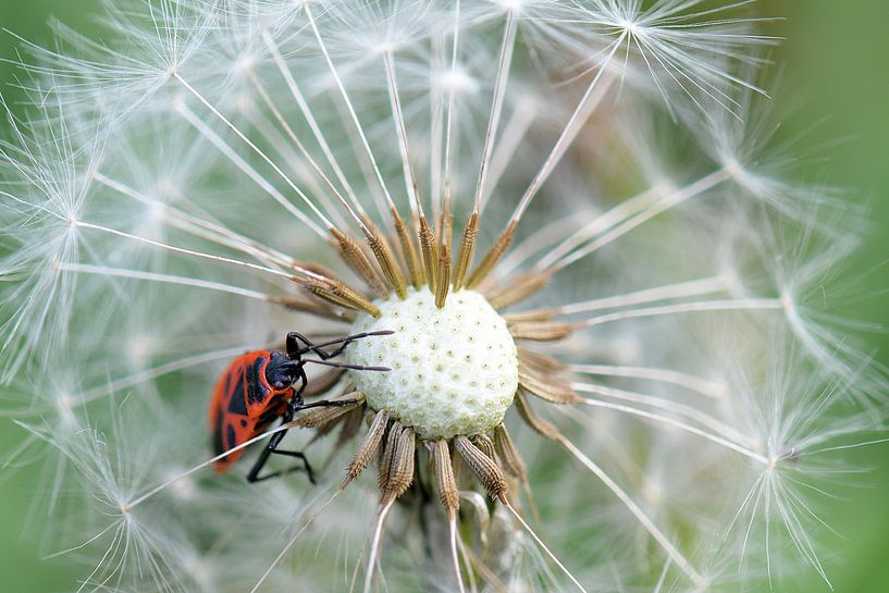 firebug on dandelion by appie bonis