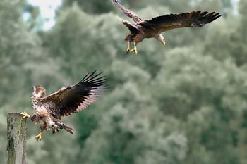 Two white-tailed eagles begin their mock aerial battle.