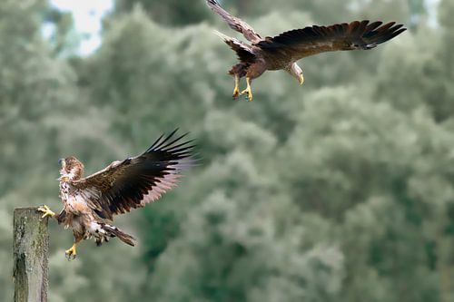 Two white-tailed eagles begin their mock aerial battle.