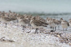 Oiseaux de mer