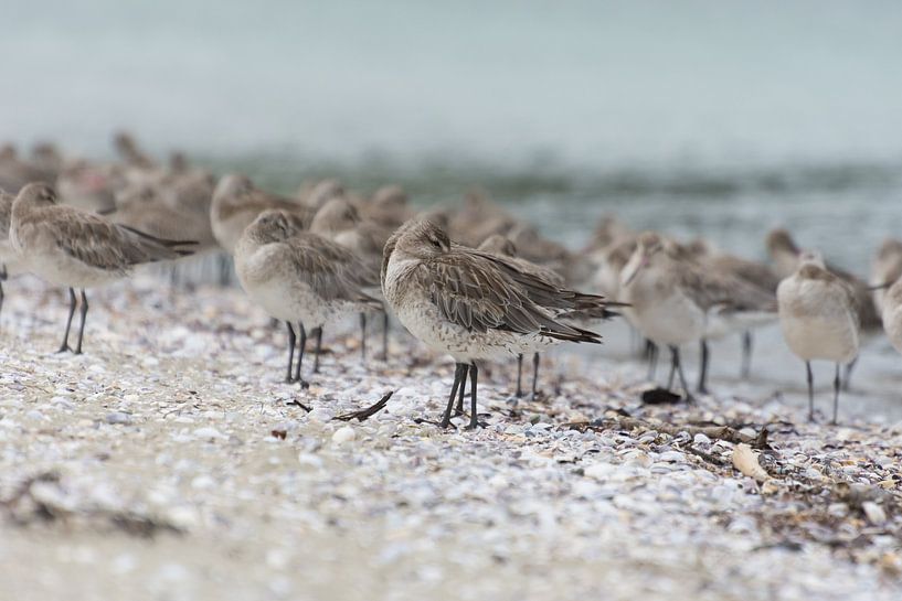 Seabirds by Marina de Wit