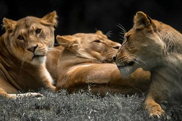 Groep speelse Leeuwinnen in de Zon met monochroom achtergrond van Wildlife Designs