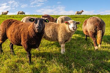 Deux moutons posent pour la photo, Zuid-Beijerland