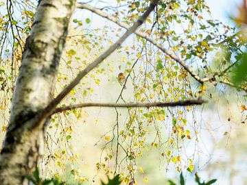 robin in the tree Belgium by Delphine Kesteloot