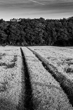 Tracks in einem Feld Korn von Steven Van Aerschot