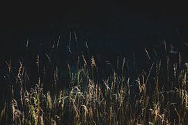 Late summer light by Anne Schwedat