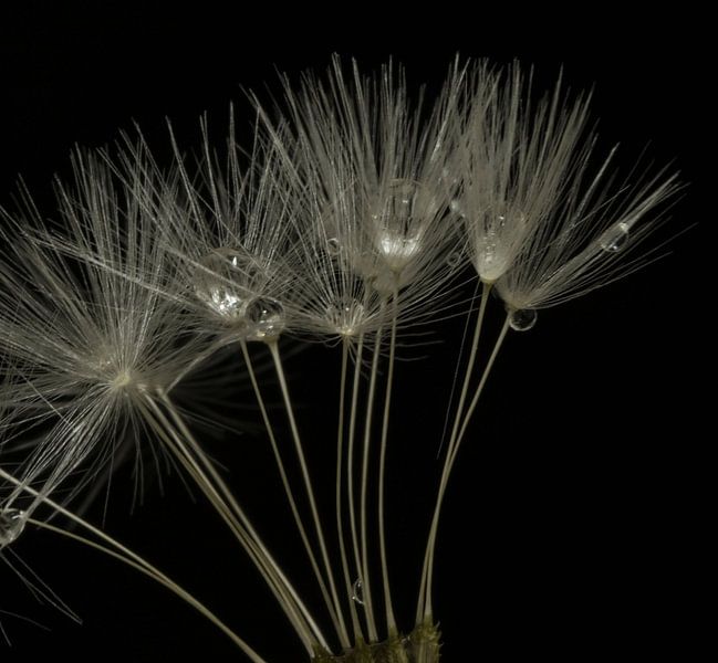 Morgendauw en paardepluis by Juul Baars