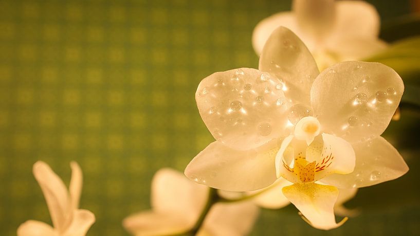 Orchidee mit Tautropfen auf den Blütenblättern. Orchideenstamm mit Blüten von Martin Köbsch