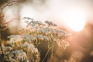 Witte wilde bloemen tijdens zonsondergang van Ratna Bosch