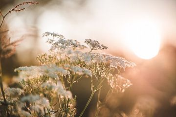 Fleurs sauvages blanches au coucher du soleil