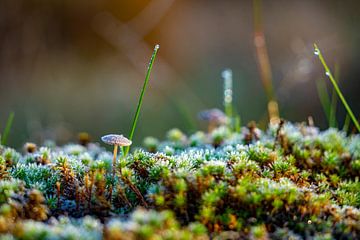 Graupel und Frost auf Pilz und Moos - Morgentau von John Ozguc