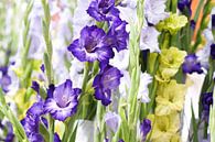paarse witte en groene Gladiolen van Patricia Verbruggen thumbnail