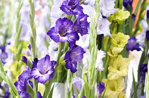 Glaïeuls violets, blancs et verts sur Patricia Verbruggen