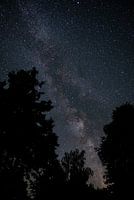 Milky Way behind trees