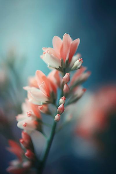 Pastel Pink Beauty by Treechild