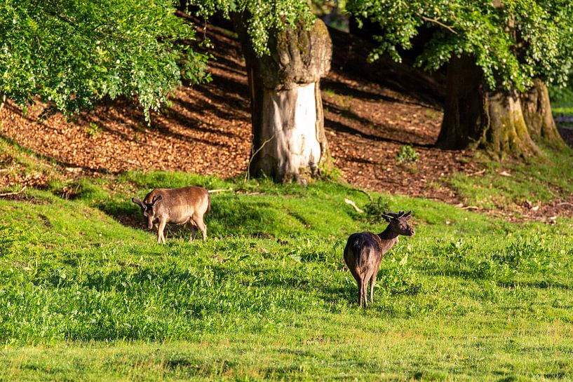 Fallow deer on Herikhuizerveld by Jesse Bakker