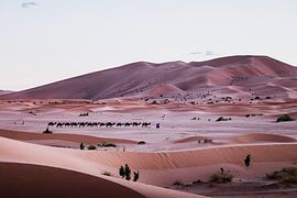 Sahara marocain – Un désert minimaliste avec une caravane de chameaux