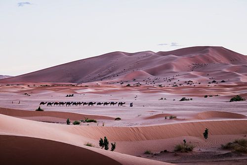 Sahara Marokko – Minimalistische woestijn met kamelenkaravaan