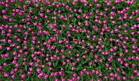 Pink Tulips
