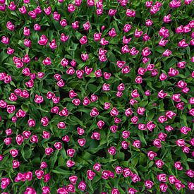 Pink Tulips by jody ferron