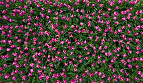 Rosa Tulpen von jody ferron