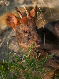 Pudel : Tierpark Blijdorp von Loek Lobel
