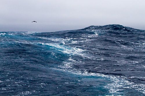 Cape dove au-dessus des vagues de l'océan