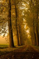 Ontwakend landschap