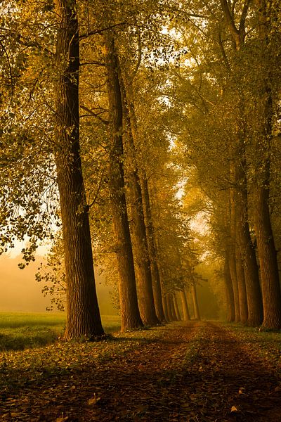 Ontwakend landschap von Sandra Kuijpers